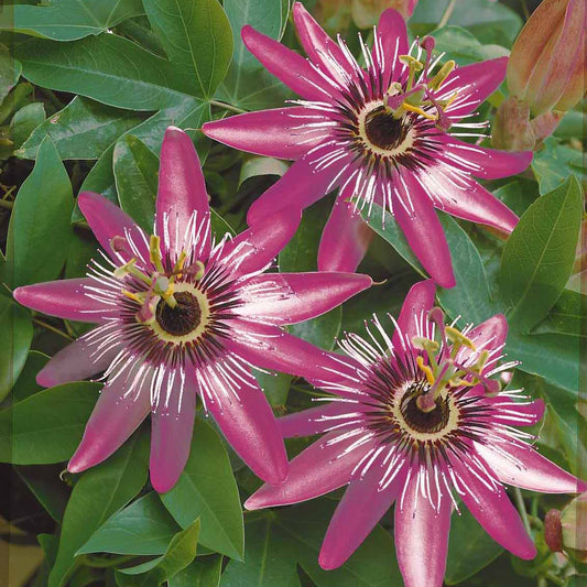 Passionsblume Victoria - Bakker