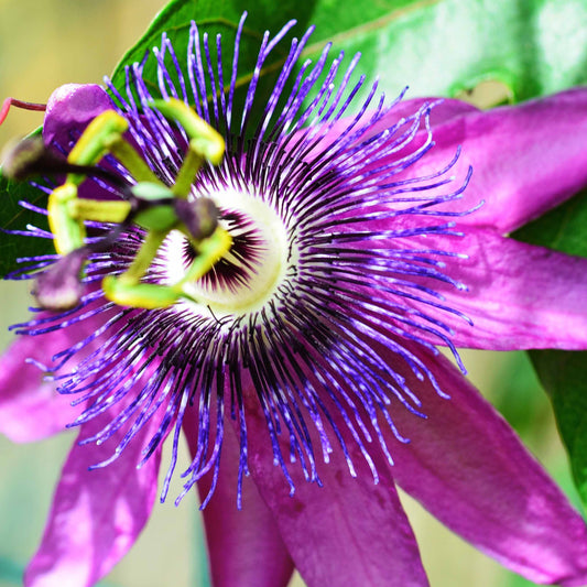 Passionsblume Lavender Lady - Passiflora x lavender lady - Gartenpflanzen