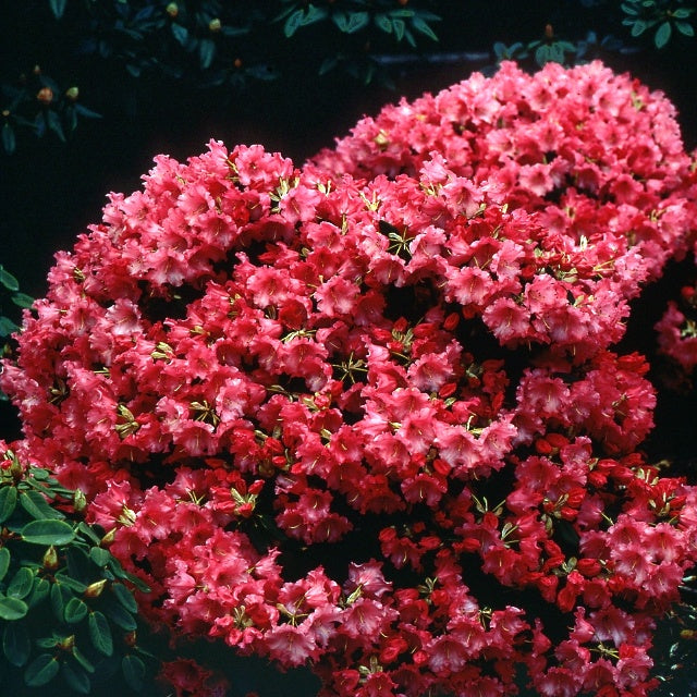 Zwerg Alpenrose Baden-Baden