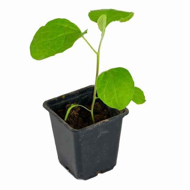 Aubergine ‘Rania’ Pflanzen (x3) - Solanum melongena rania - Bakker