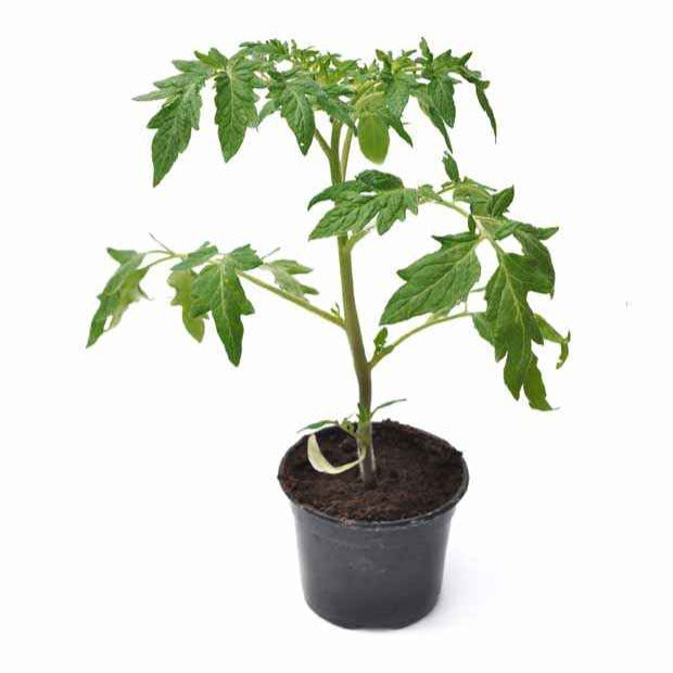Tomate 'Olivette Roma' Pflanzen (x3) - Solanum lycopersicum olivette roma