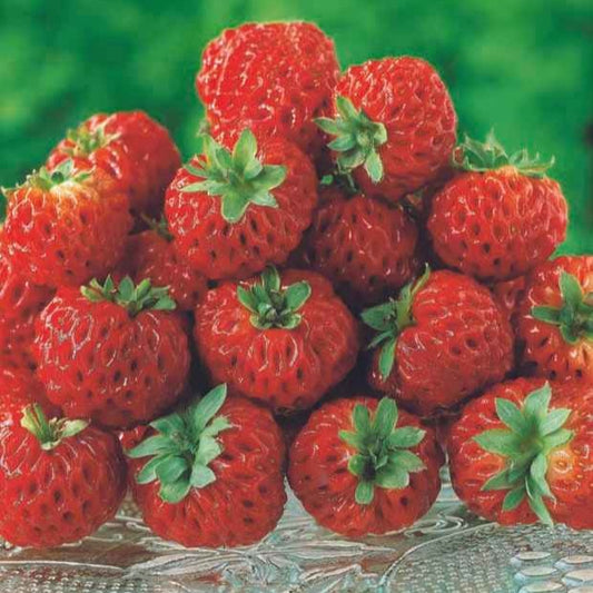 Erdbeere Framberry ® (x2) - Bakker