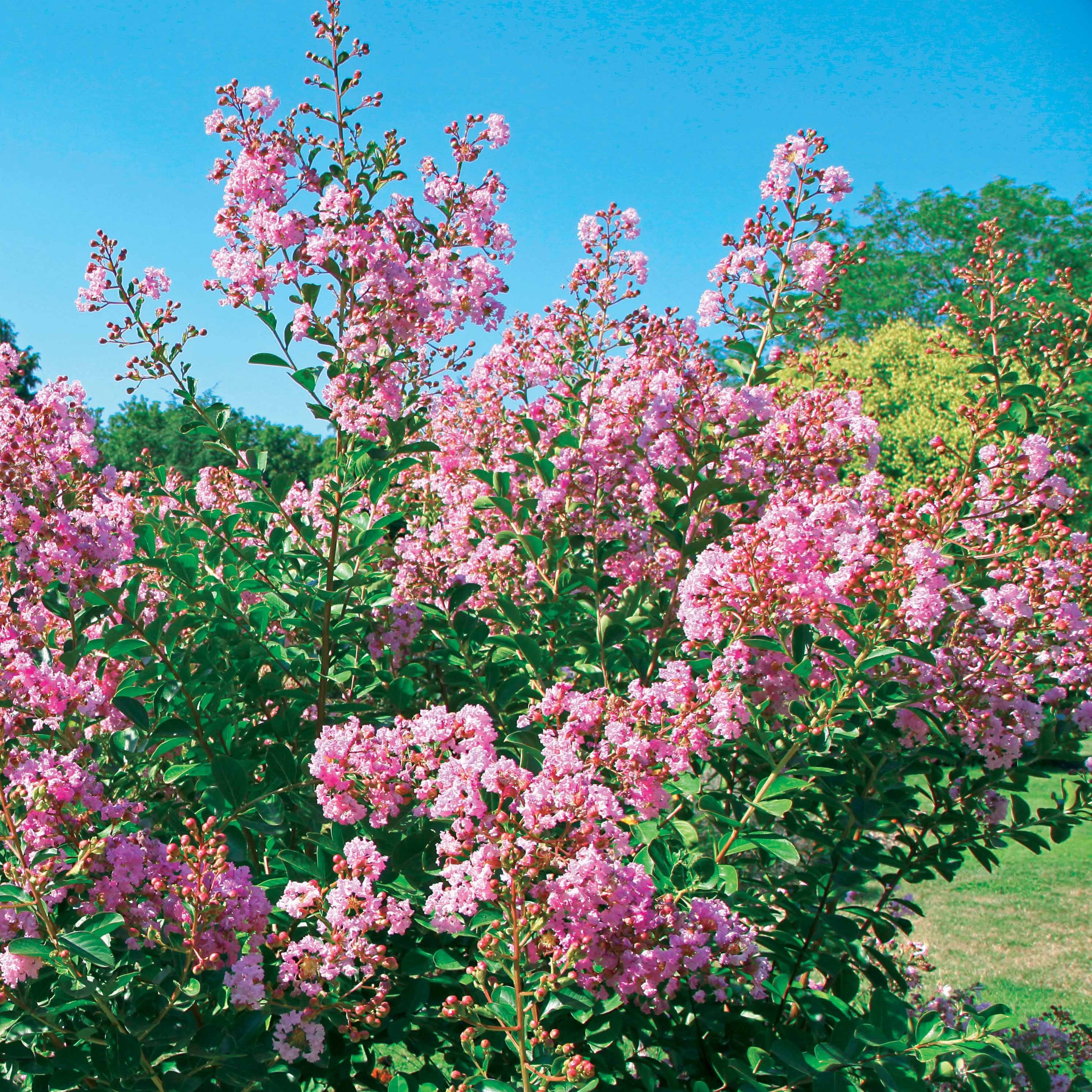 lagerstroemia düngen Kreppmyrte 'Petit Pink' - Lagerstroemia indica Petit Pink