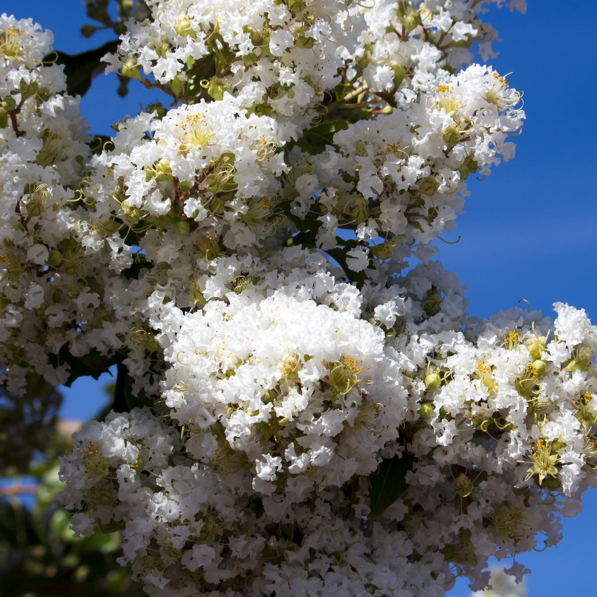 Lagerströmie ‘Neige d’Été’ - Lagerstroemia indica Neige d'Été - Bakker