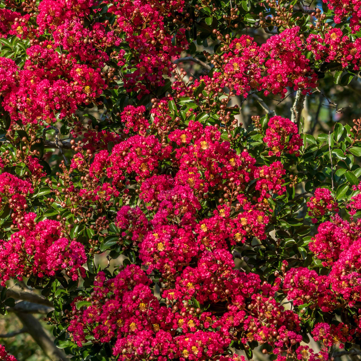 Lagerstroemia indica Red Imperator - Lagerströmie ‘Red Imperator’ - Sträucher