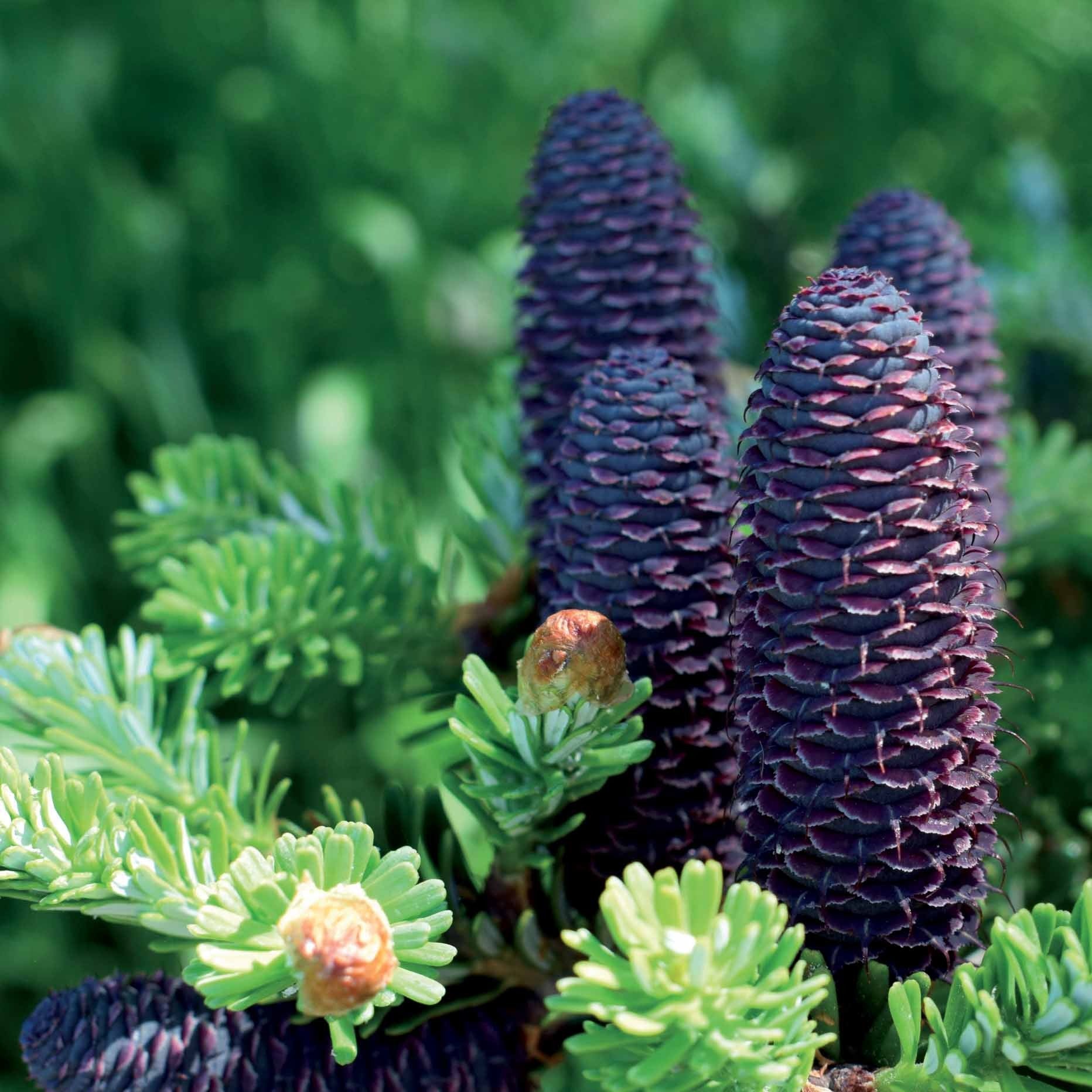 Koreatanne - Abies koreana