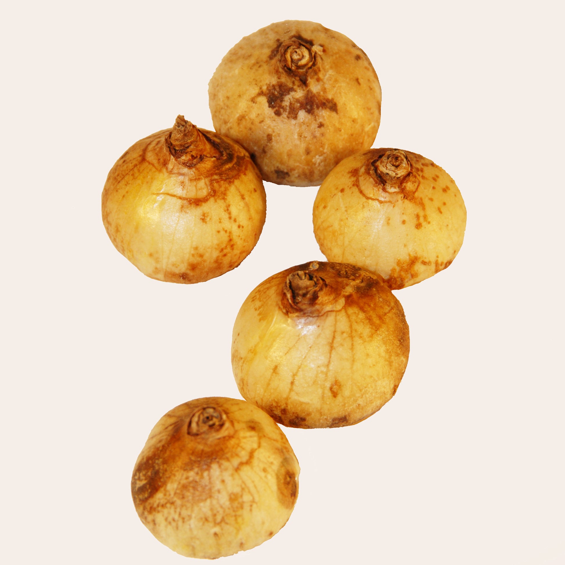 Frühlingsstern - Dichelostemma congestum - Bakker