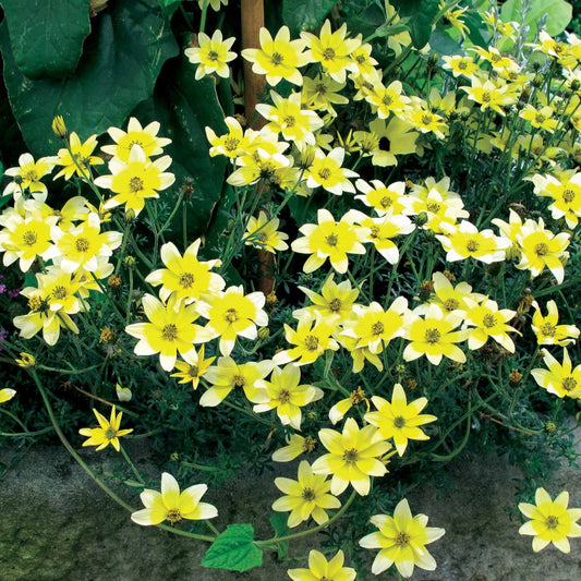 Gelbe Bidens (x3) - Bidens ferulifolia taka tuka - Stauden