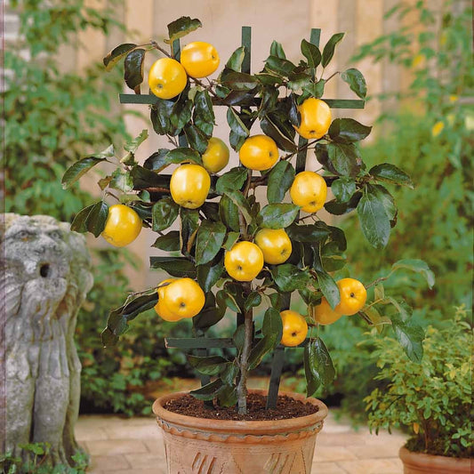 Zwerg-Apfelbaum Golden Yellow Spur - Malus domestica golden yellow spur - Obst