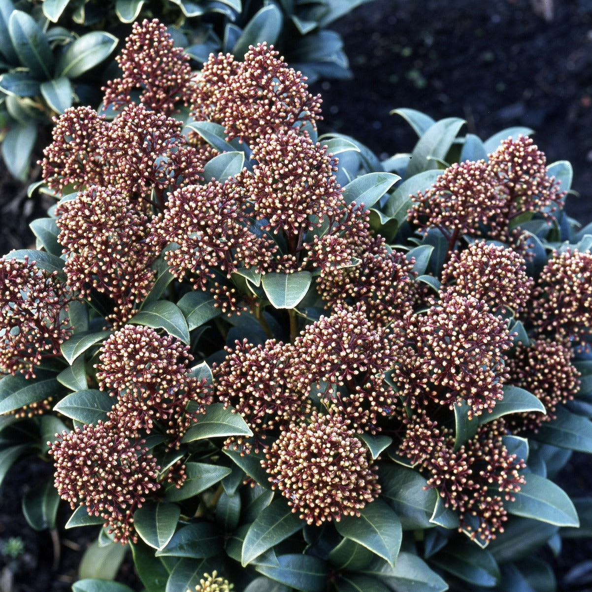 Japanische Skimmie - Skimmia japonica