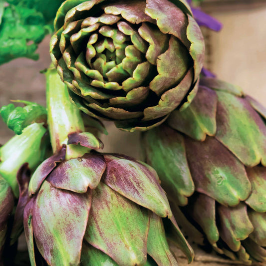 Artischocke Violet de Provence - Cynara cardunculus scolymus violet de provence - Gemüse