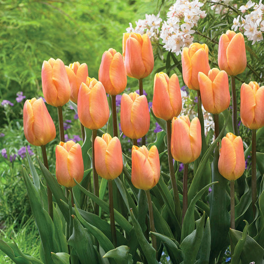 Triumph Tulpe 'Bellville' (x10) - Bakker