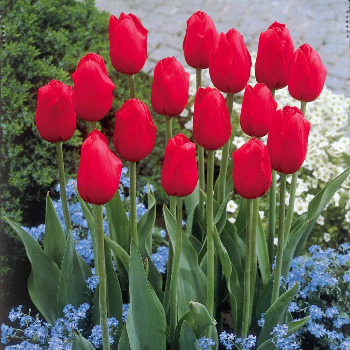 Rote Tulpen langstielig, x5 Zwiebeln