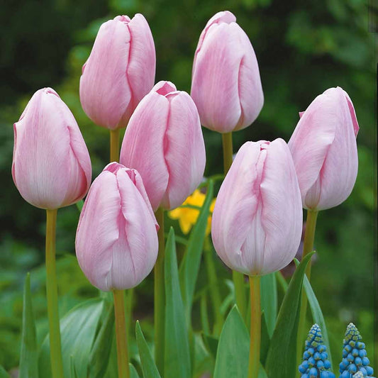 Langstielige Tulpe rosa (x5) - Bakker