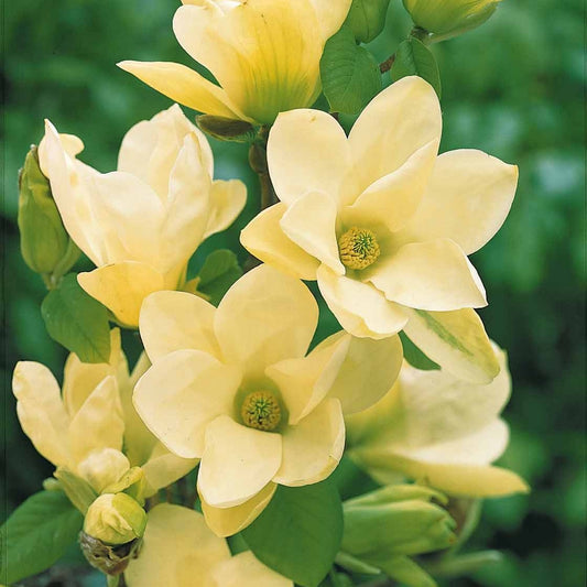 Magnolie Yellow Lantern - Magnolia yellow lantern - Gartenpflanzen
