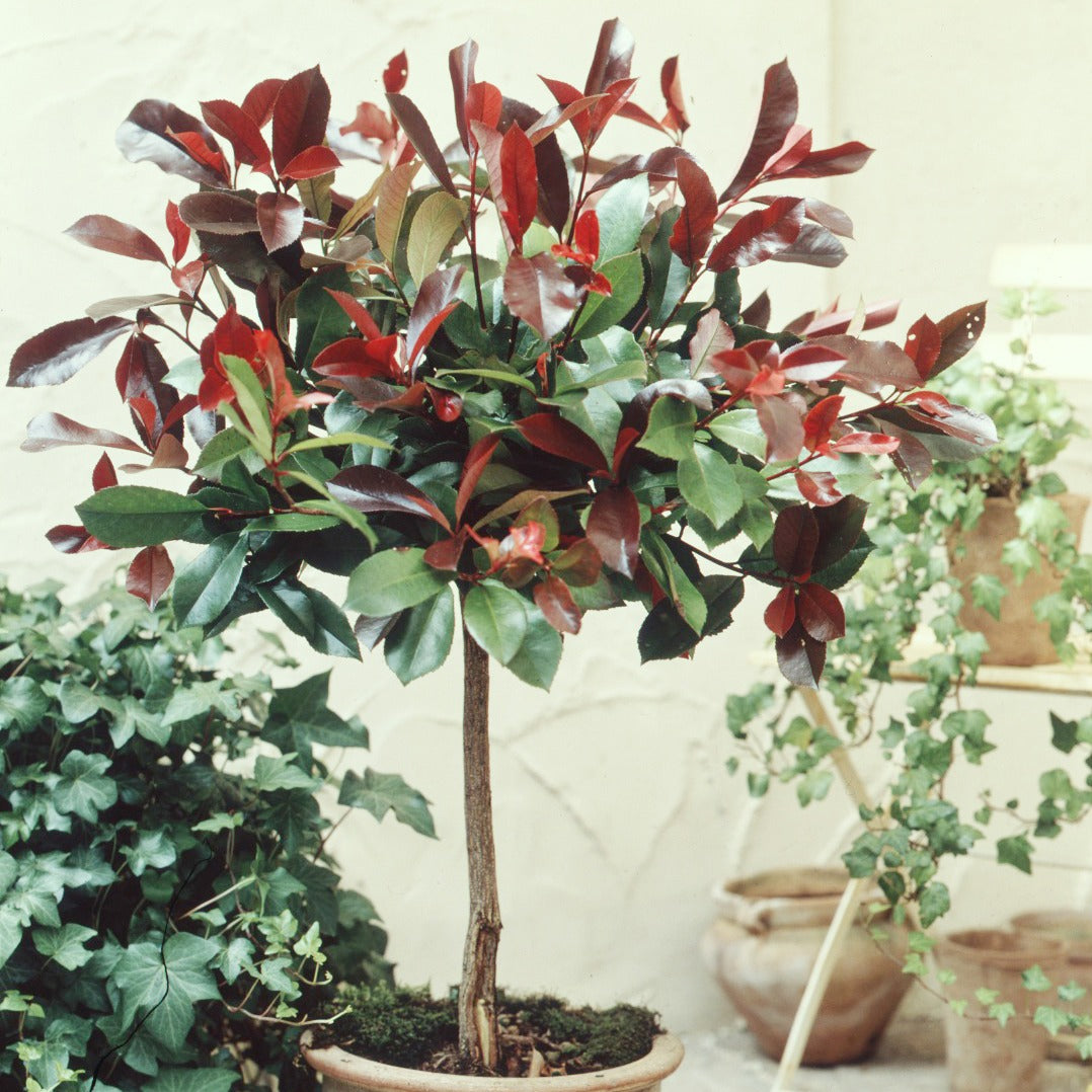Glanzmispel Red Robin auf Stamm - Photinia x fraseri Red Robin