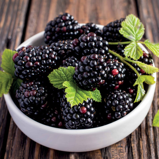 Dornenlose Brombeere "Thornless Evergreen" - Bakker