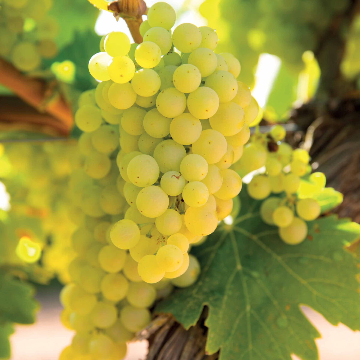 Weinrebe ‘Vroege van der Laan’ - Bakker