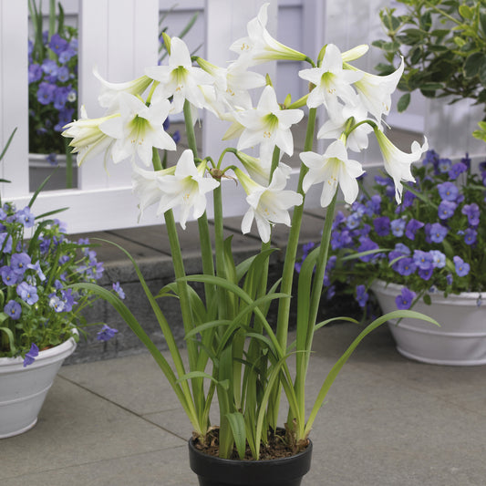 Amaryllis sonatini White