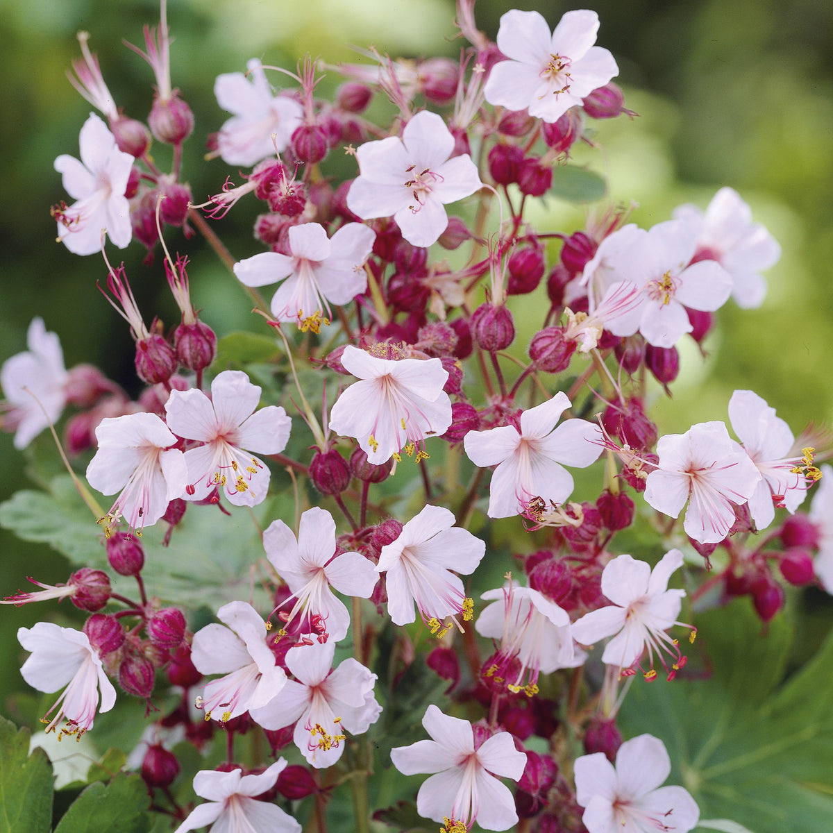 Garten-Storchschnabel Spessart - Bakker