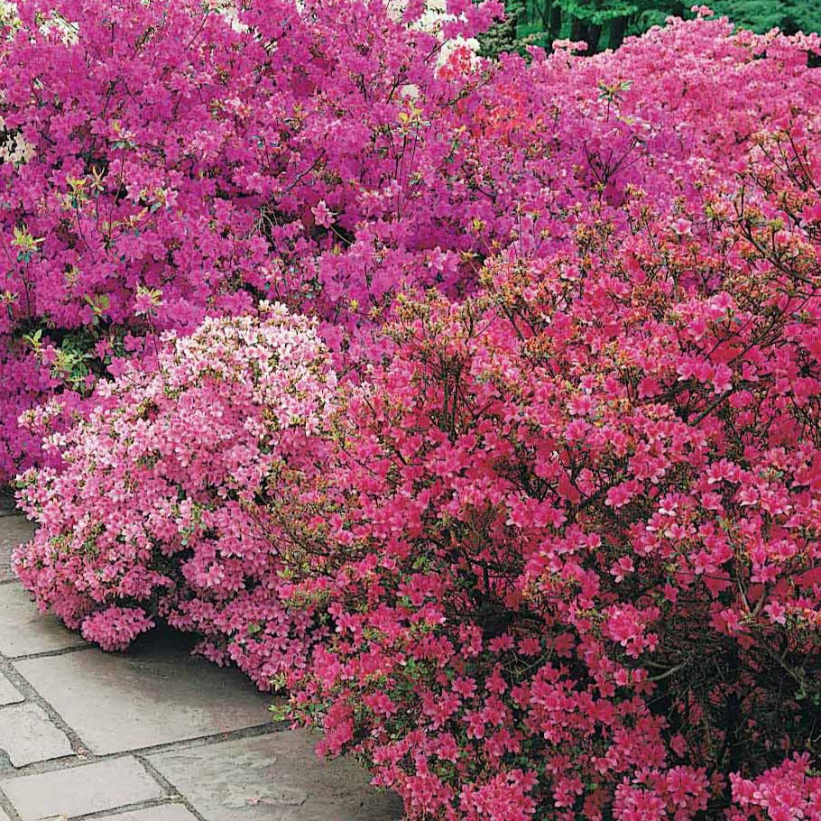 Japanische Azalee 'Geisha Purple' - Rhododendron (azalea japonica) Geisha  Purple