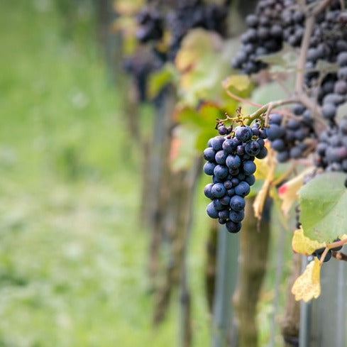 Weinrebe Pinot - Bakker