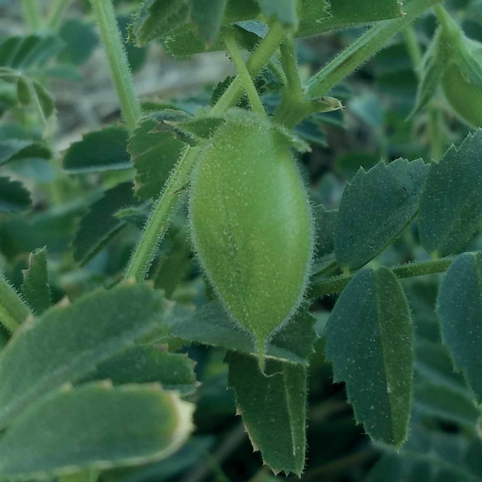 Saatgut Kichererbse - Cicer arietinum
