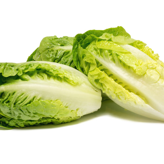 Romanasalat Grasse Sucrine - Bakker