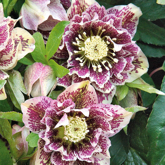 Christrose Double White Spotted (x2) - Helleborus double white spotted - Terrasse balkon