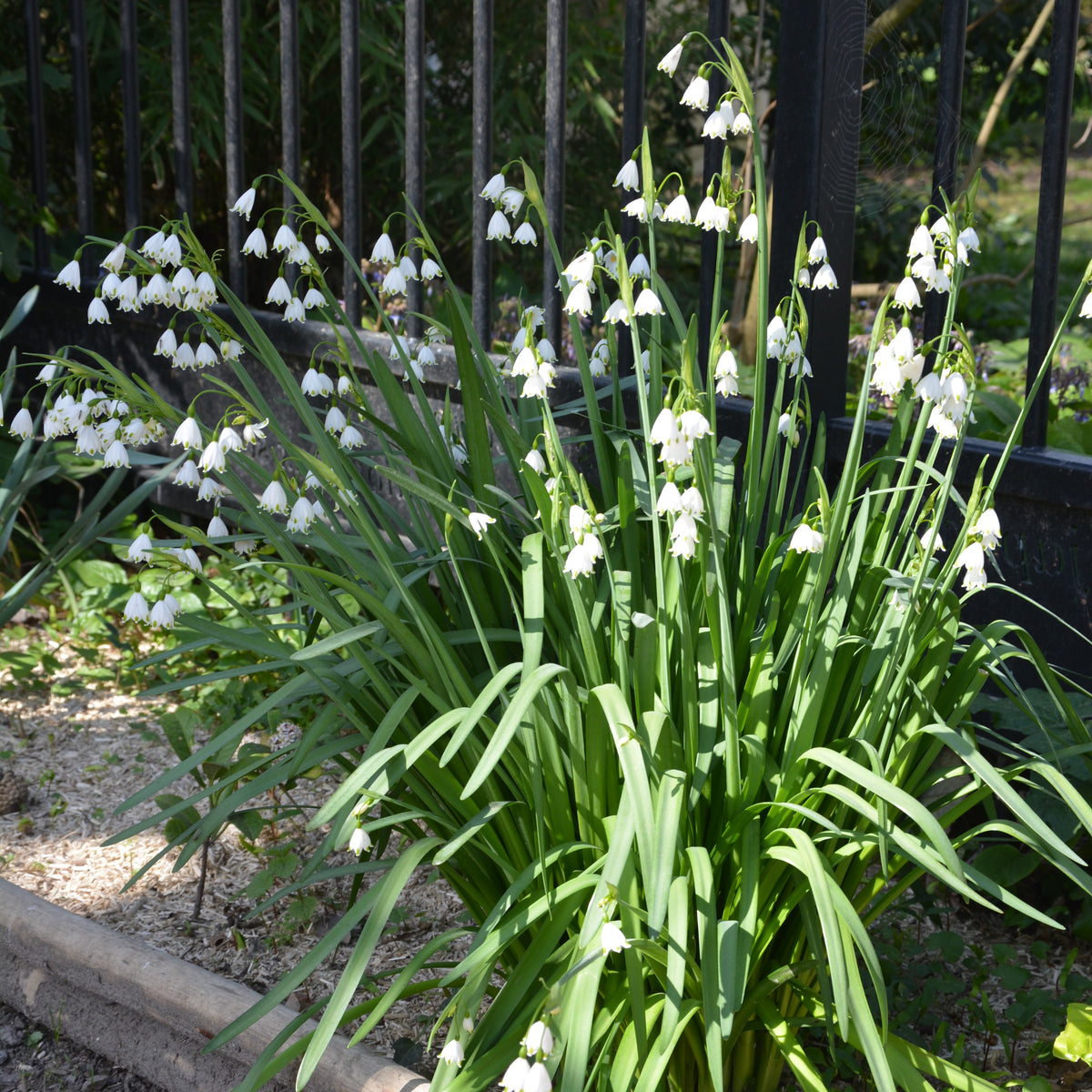 Sommer-knotenblume (x8) - Leucojum aestivum - Bakker
