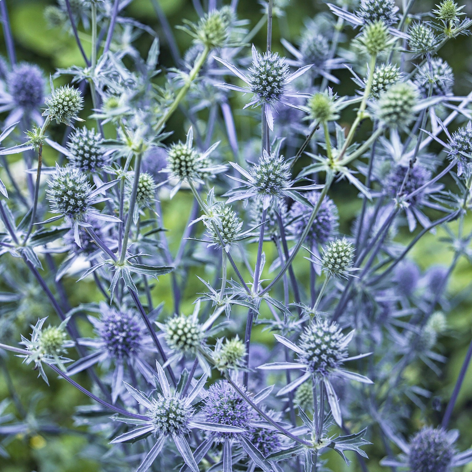 Verkauf Flachblatt-Mannstreu - Eryngium planum