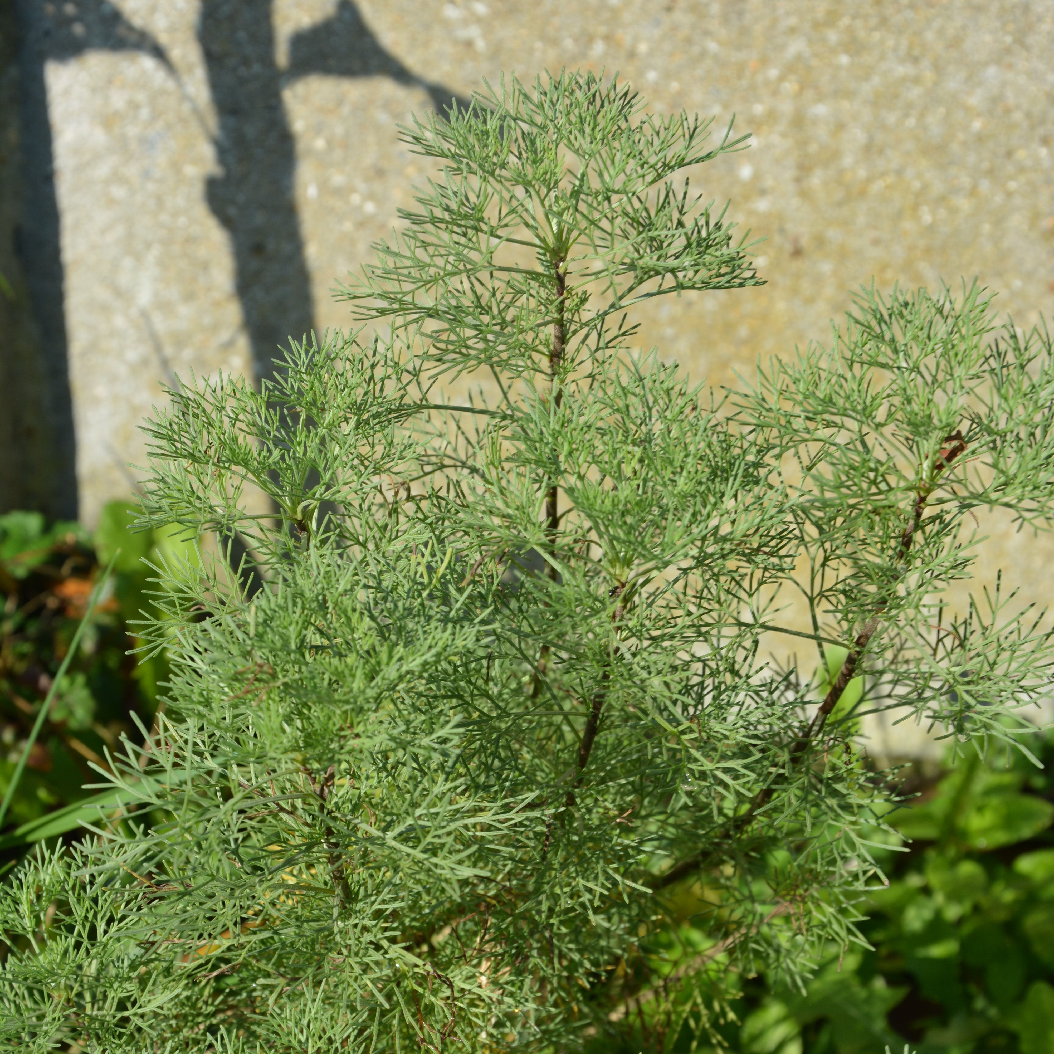 Eberraute - Artemisia abrotanum 'maritima'