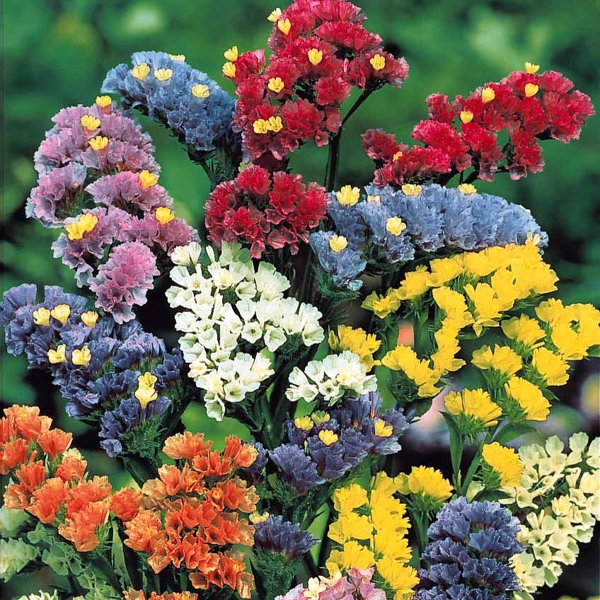 Saatgut Schnittblumen-Saatgut Kollektion - Collection fleurs à couper à  semer