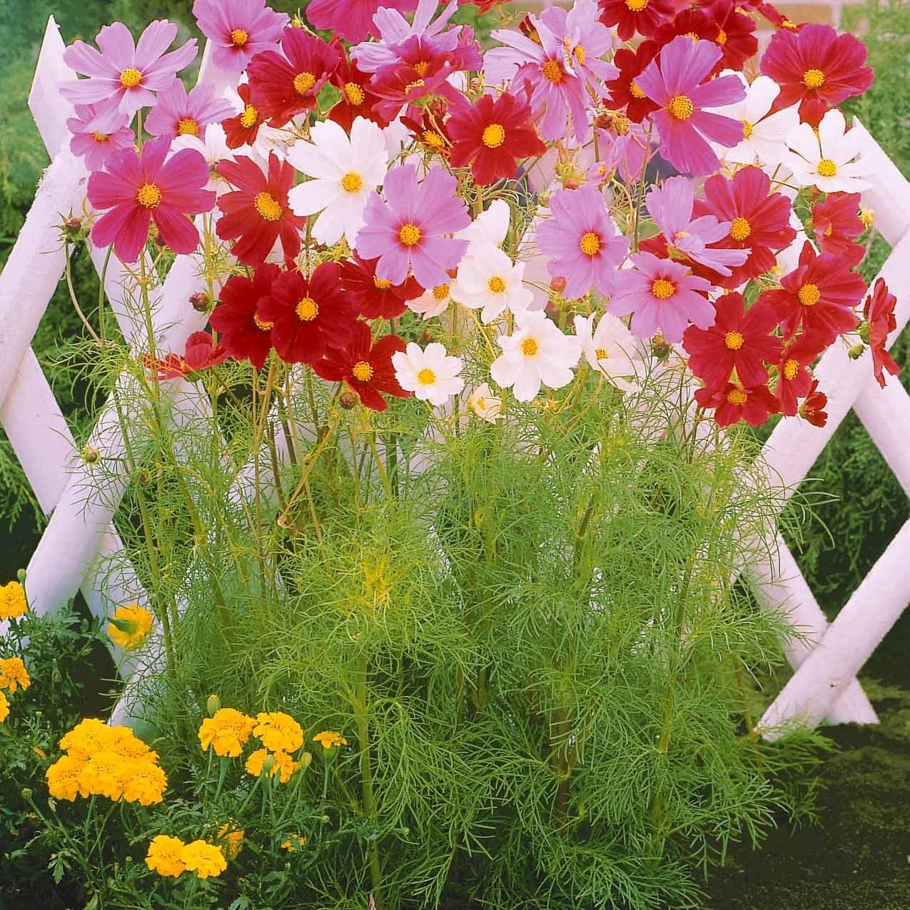 Saatgut Schnittblumen-Saatgut Kollektion - Collection fleurs à couper à  semer