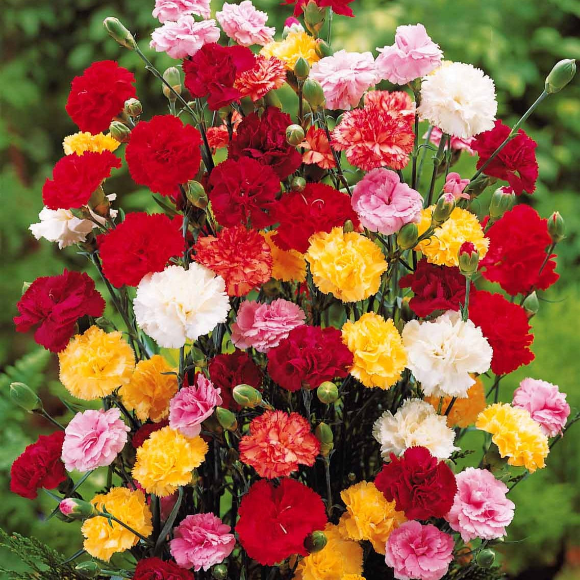 Saatgut Nelken Mischung 'Enfant de Nice' - Dianthus enfant de nice