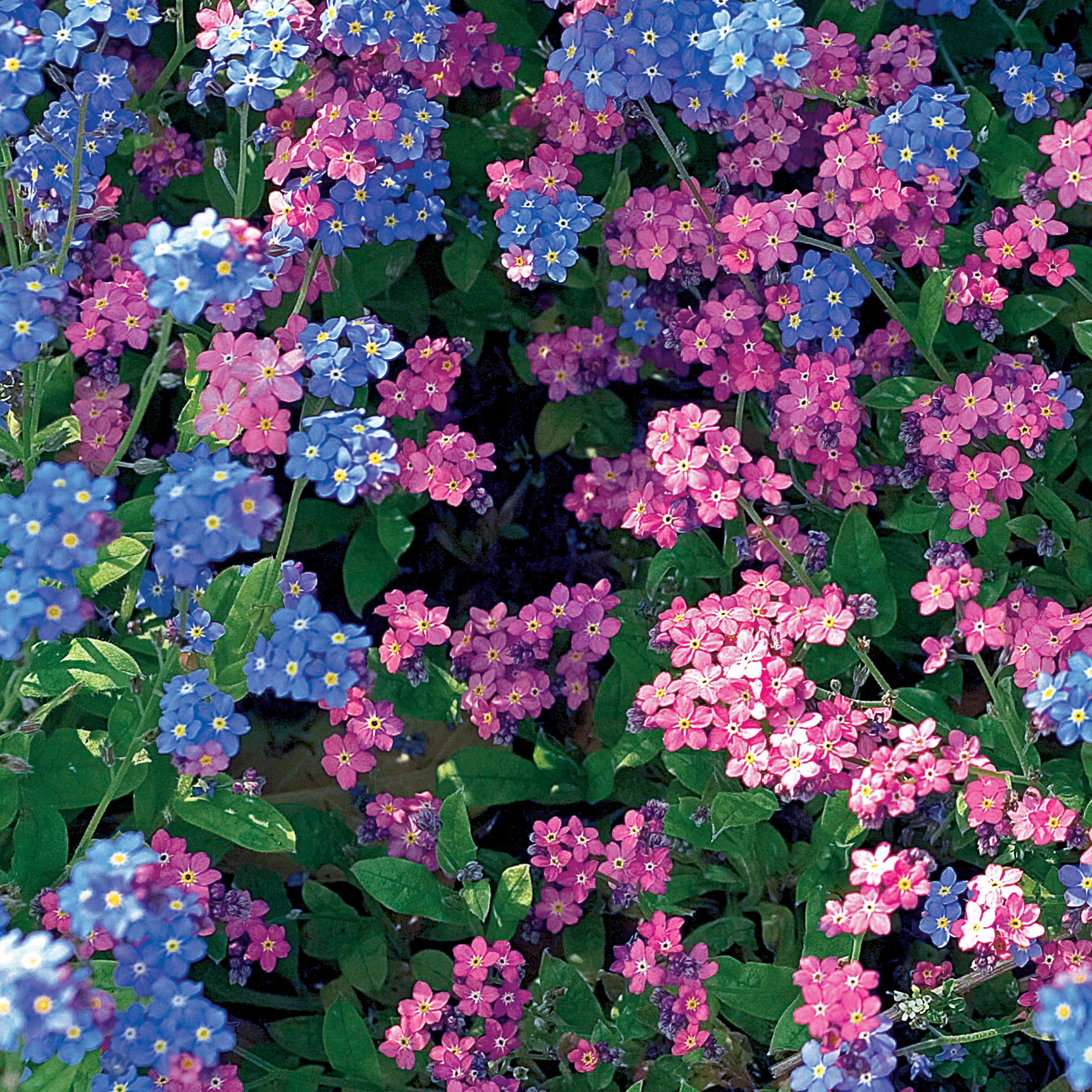 Saatgut Alpen-Vergissmeinnicht Mischung - Myosotis alpestris