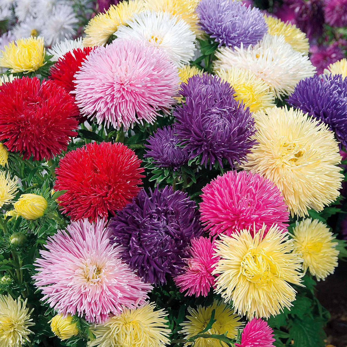Sommeraster Idyll Mischung - Callistephus chinensis - Bakker