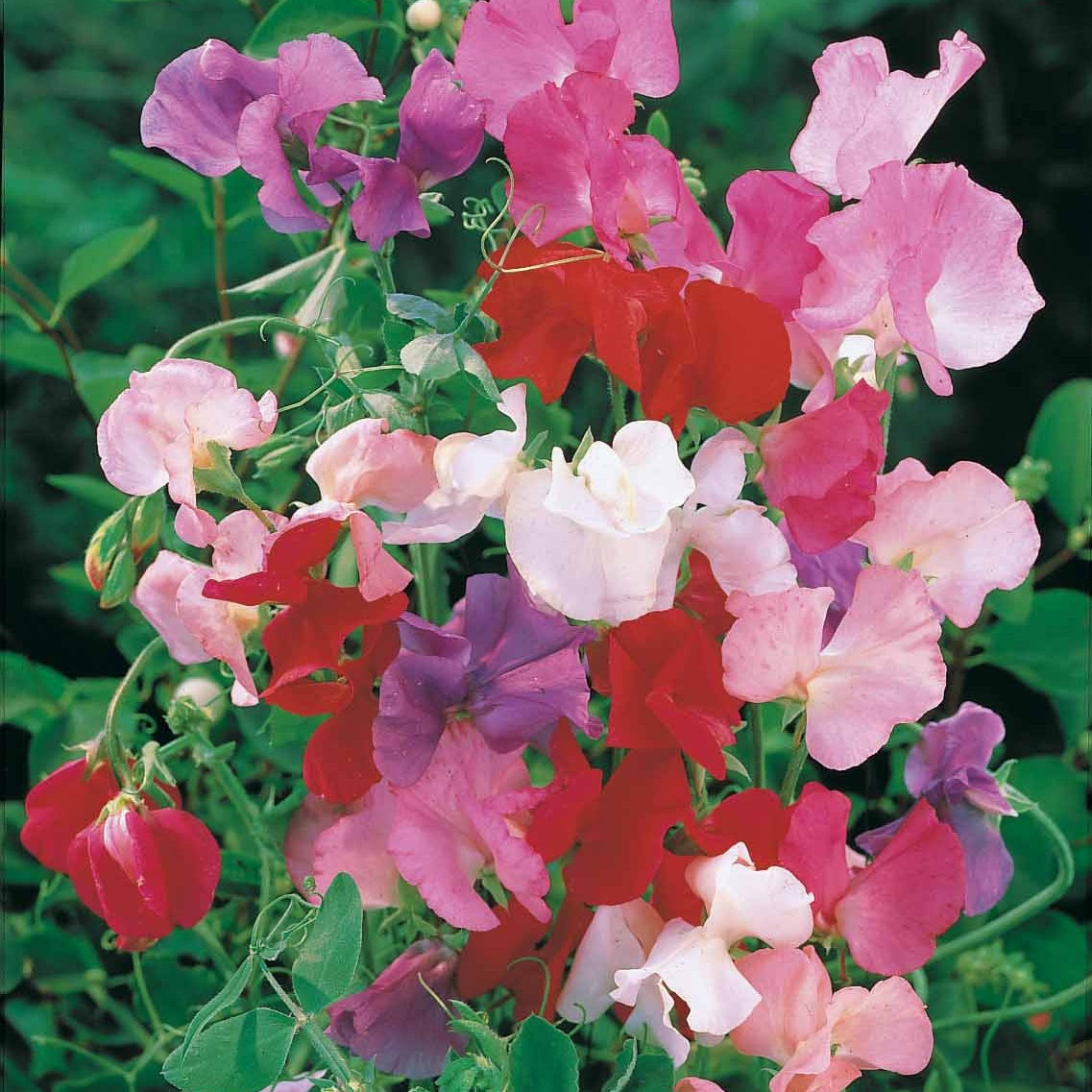 duftrasen saatgut Saatgut Duftwicke Spencer Mischung - Lathyrus odoratus spencer