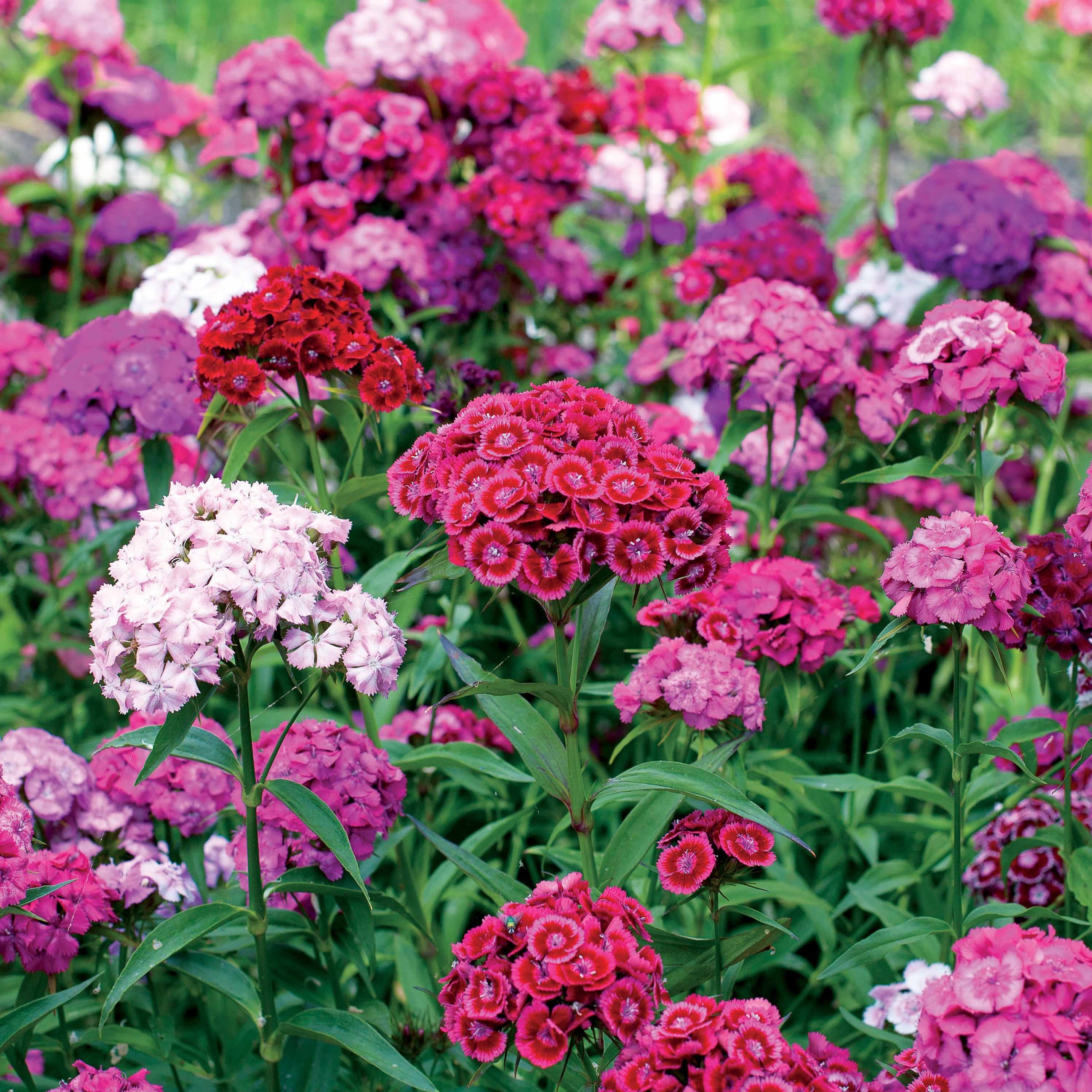 Saatgut Bartnelke Mischung - Dianthus barbatus