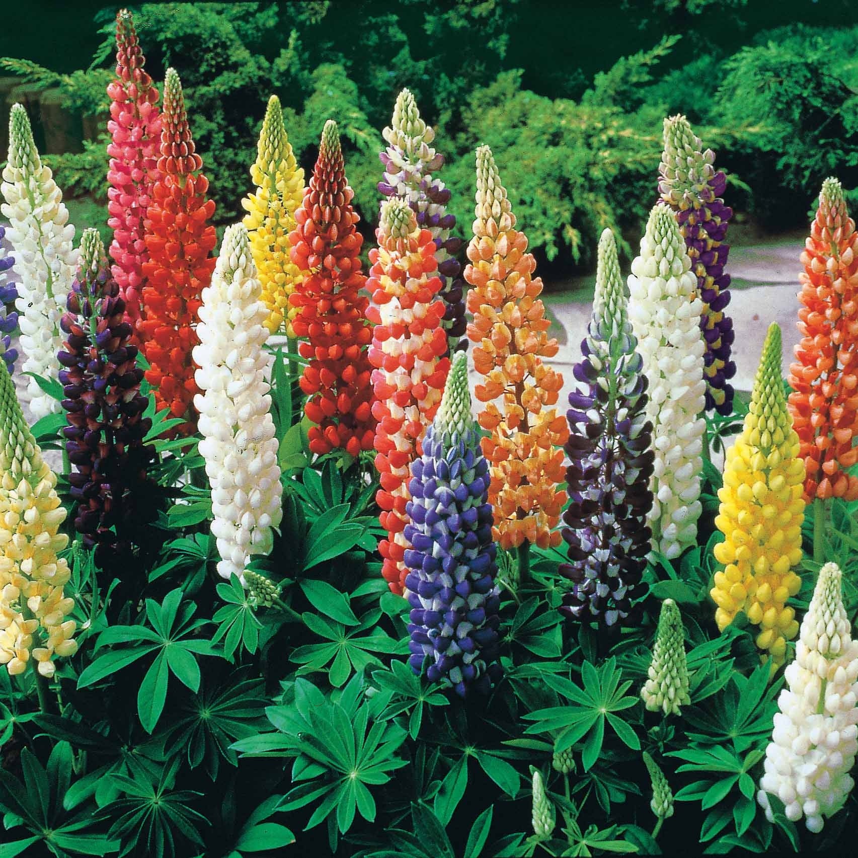 Saatgut Lupinen Russel Hybriden Mischung Lupinus hybrid russell
