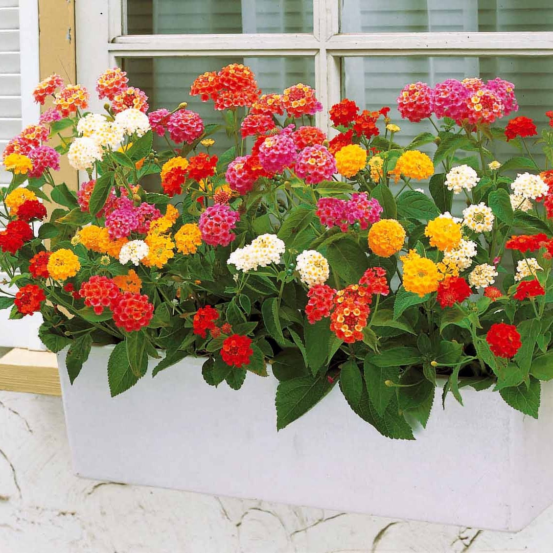 Wandelröschen Mischung (x3) - Lantana camara