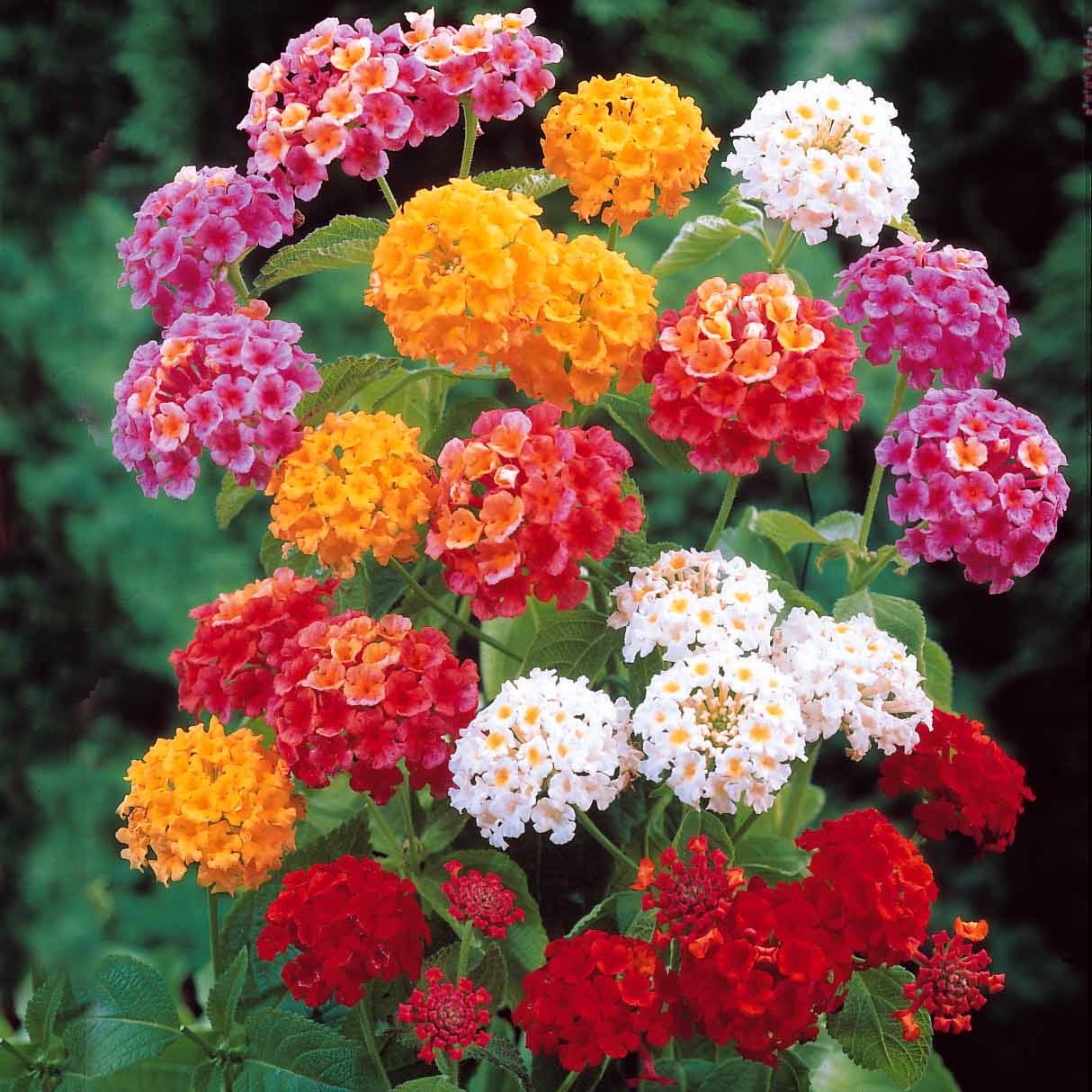 Wandelröschen Mischung (x3) - Lantana camara