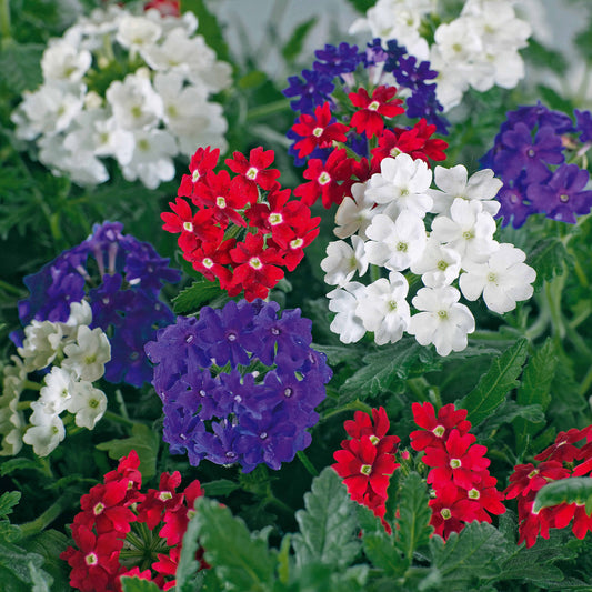 Eisenkraut Mischung (x3) - Verbena lascar ® 'red with eye','brillant white', - Terrasse balkon