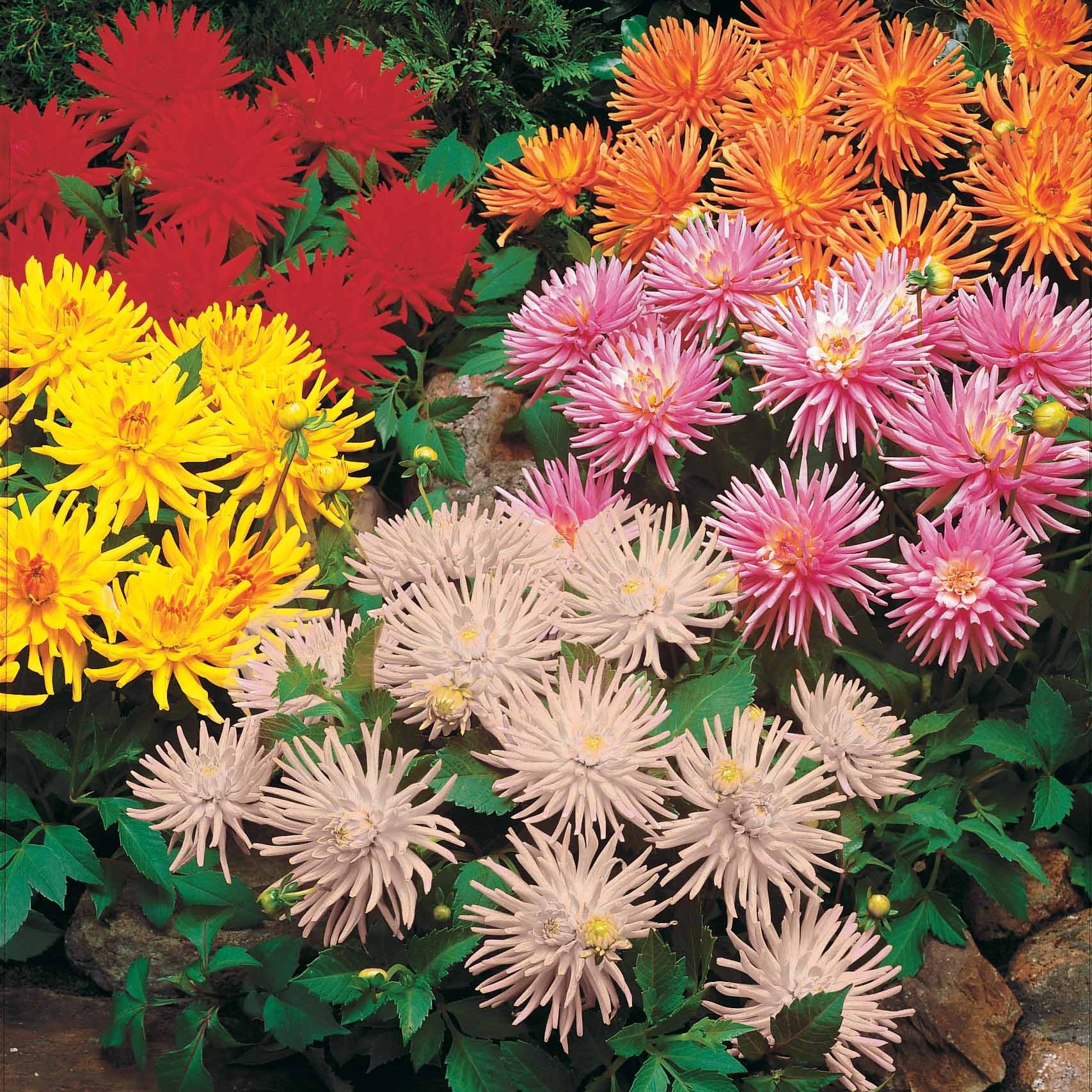 Blumenzwiebeln Dahlien Mischung (x5) - Dahlia park princess, white  happiness, vrouwe jaco