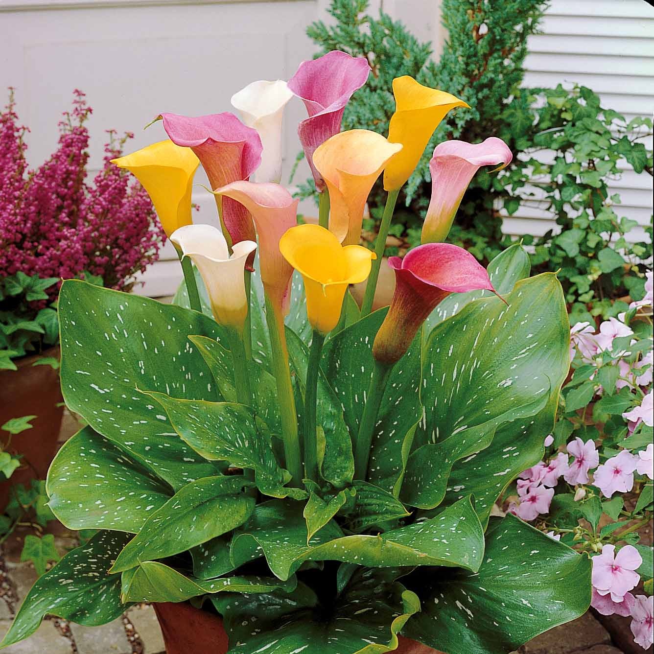 Calla Mischung (weiß + rosa + gelb) (x3) - Zantedeschia - Blumenzwiebeln