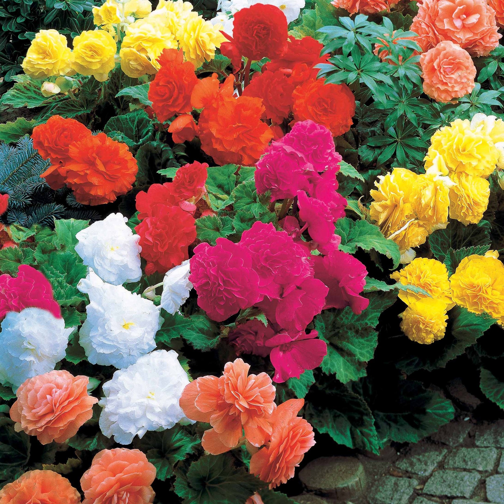 Gefüllte Begonien Mischung - Begonia tuberhybrida - Bakker