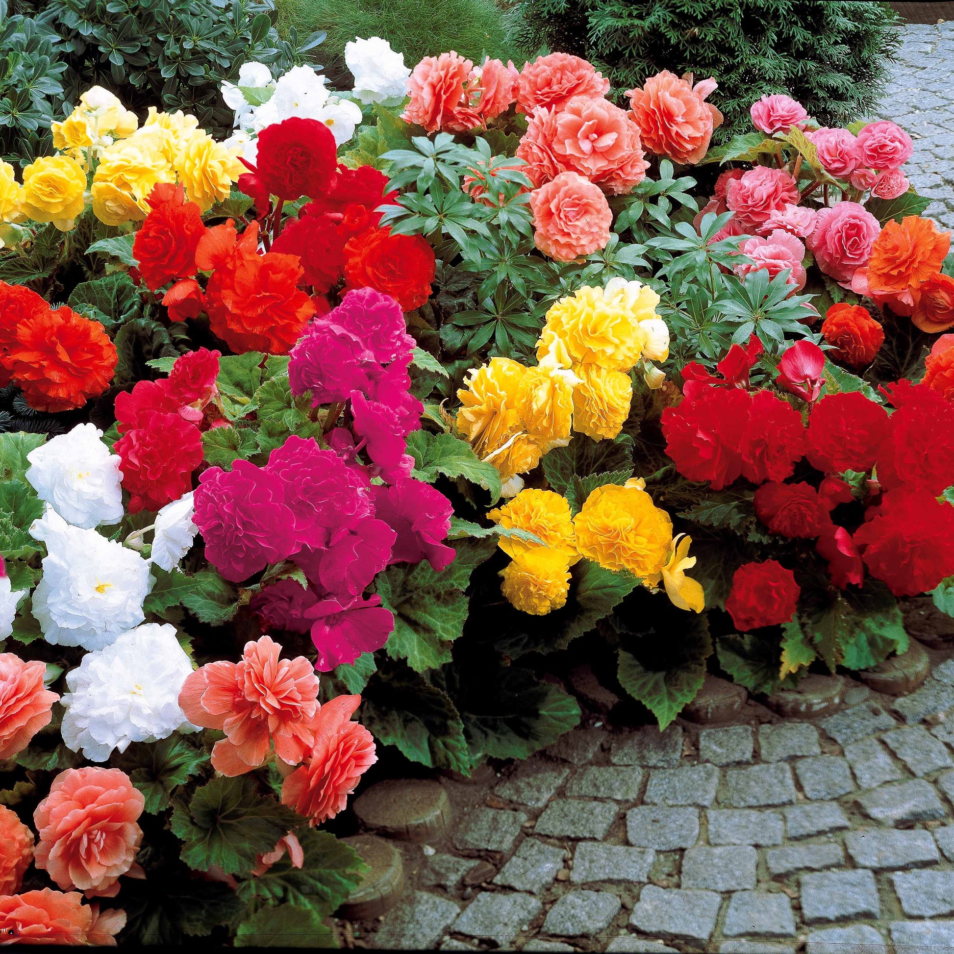 Gefüllte Begonien Mischung - Begonia tuberhybrida - Blumenzwiebeln Sommerblüher