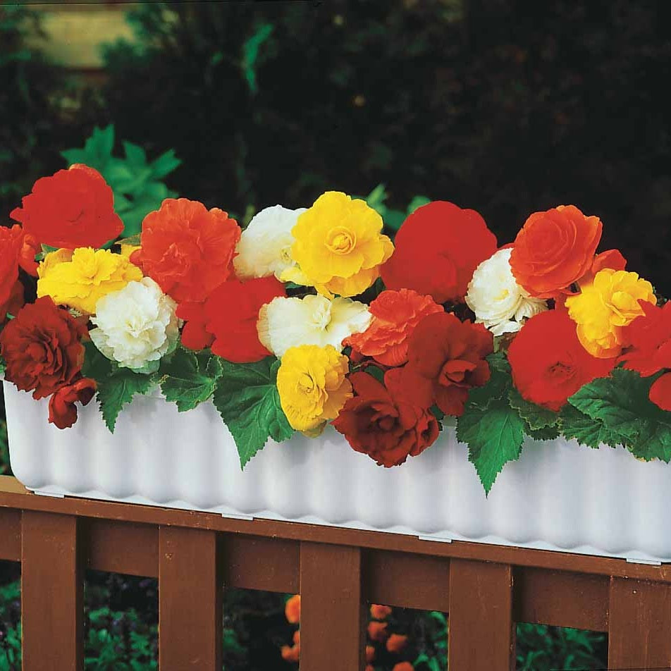 Verkauf Gefüllte Begonien Mischung - Begonia tuberhybrida