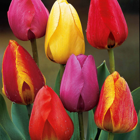 Darwin Hybride Tulpen Mischung (x40) - Tulipa x darwin - Blumenzwiebeln