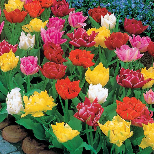 Gefüllte Murillo Tulpen Mischung (x80) - Tulipa  murillo - Blumenzwiebeln
